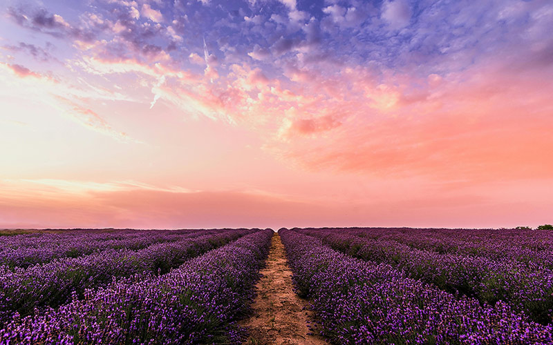 Cotswold Lavender proposal