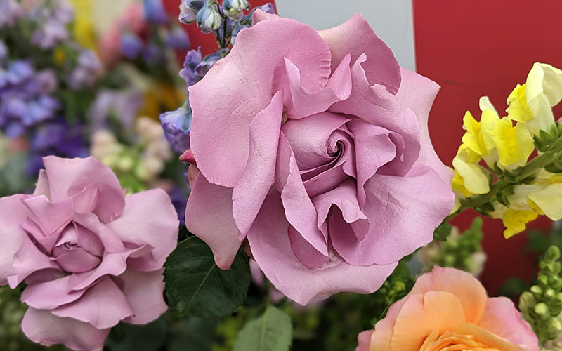 Roses on display at the Chelsea Flower Show in London