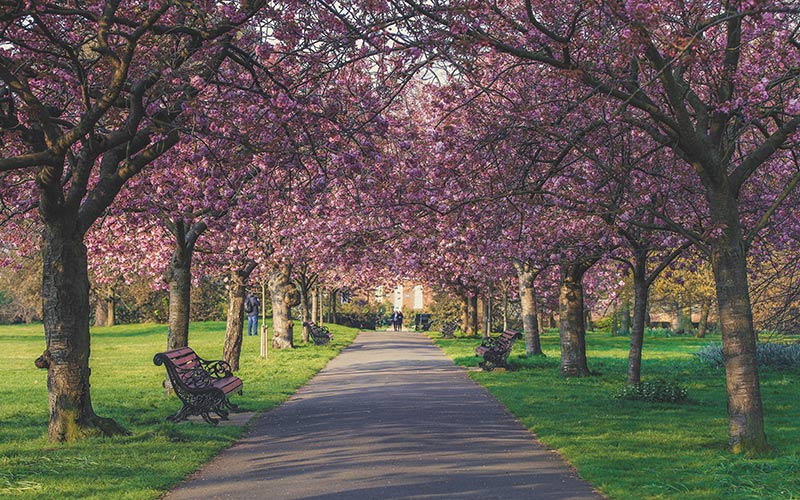 Greenwich Park in April with pink blossoms lining the walkway.