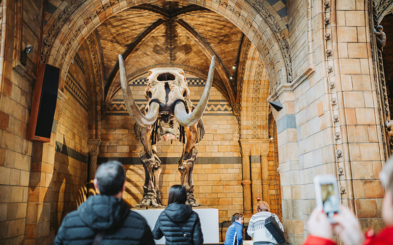 Visitors observing a dinosaur skeleton exhibit at the Natural History Museum in London