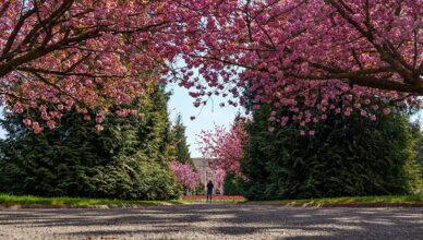 Pink cherry blossoms blooming during spring in the UK