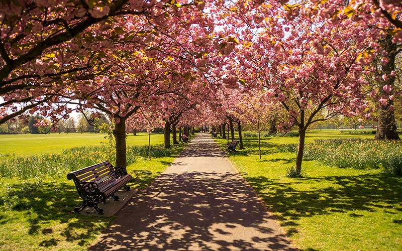 Cherry blossoms in Hyde Park, UK – A must-see in April