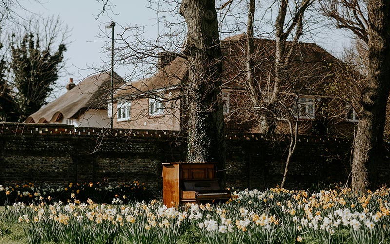 Flower blooming in a garden during UK April weather